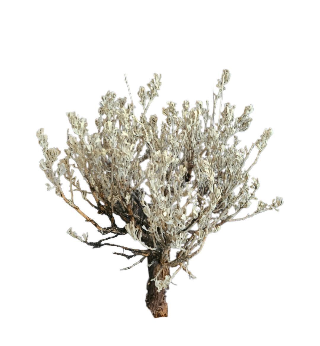 sagebrush-LG