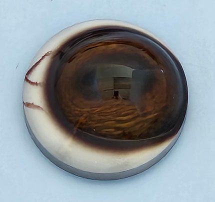 Deer Eyes - 32mm - Prerotated -  CB32PRO